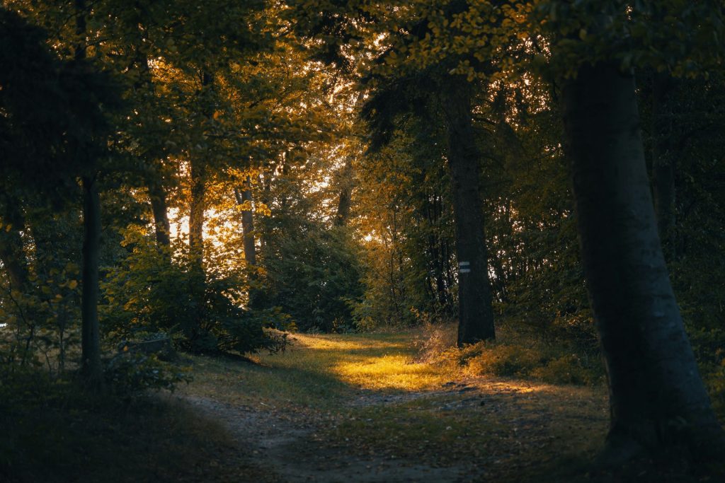 Ein Feldweg mitten im Wald